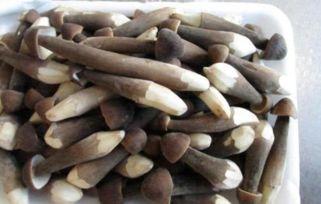 911吃瓜爆料黑料网蘑菇,蘑菇背后的真相与争议