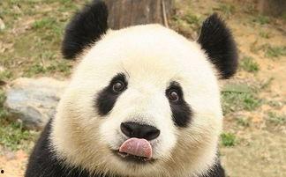 谭竹熊猫吃瓜网黑料网曝门