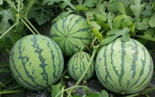 黑吃瓜料网靠谱吗